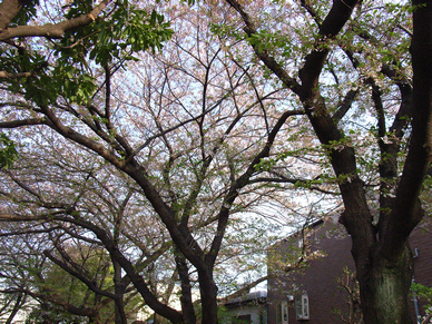 葉桜.png