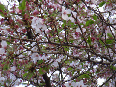 葉桜 (1).png